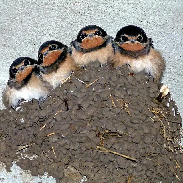 swallows-176140_1280