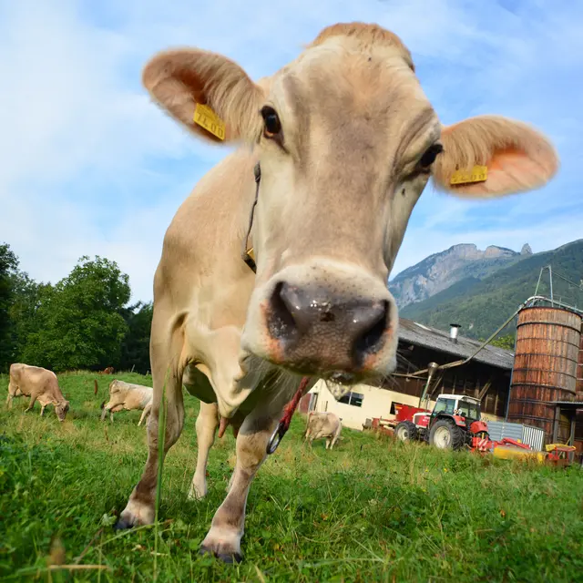 stones-cow-325019