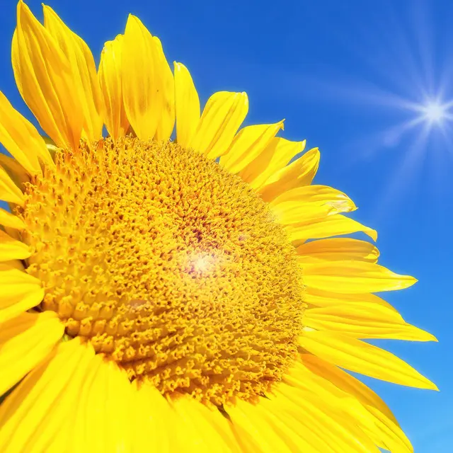 sunflower-4298940_1920