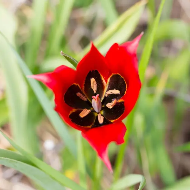tulipa agenensis_2015_V.Gillet