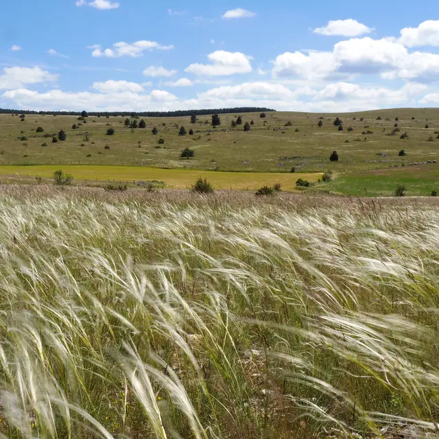 Causse de Sauveterre