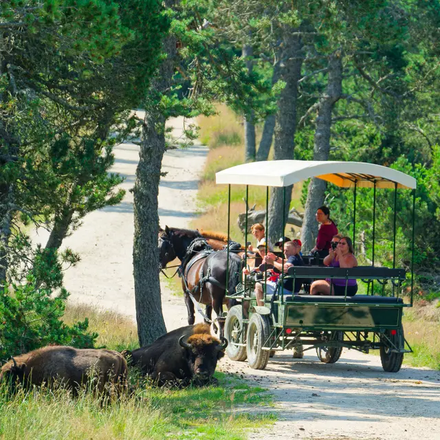 Réserve des bisons de margeride