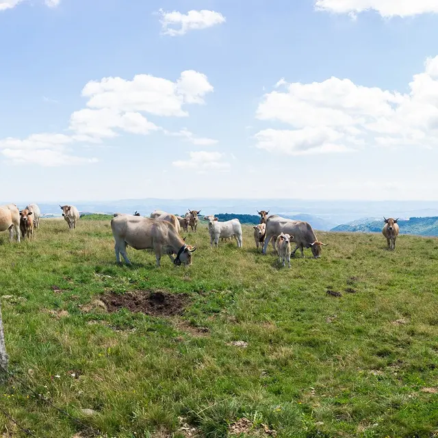 Un troupeau d'aubracs pâturant dans les estives_1