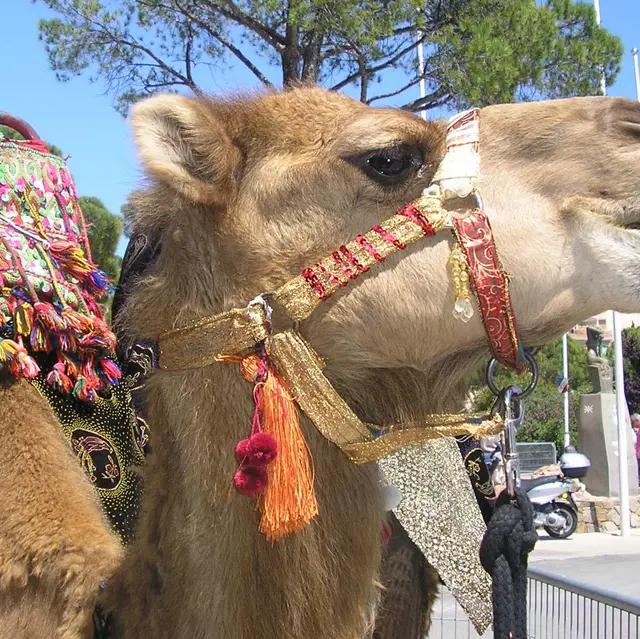 Balade à dromadaire, Ferme de La Blaquière