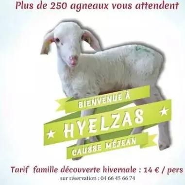 DES BREBIS ET DES HOMMES