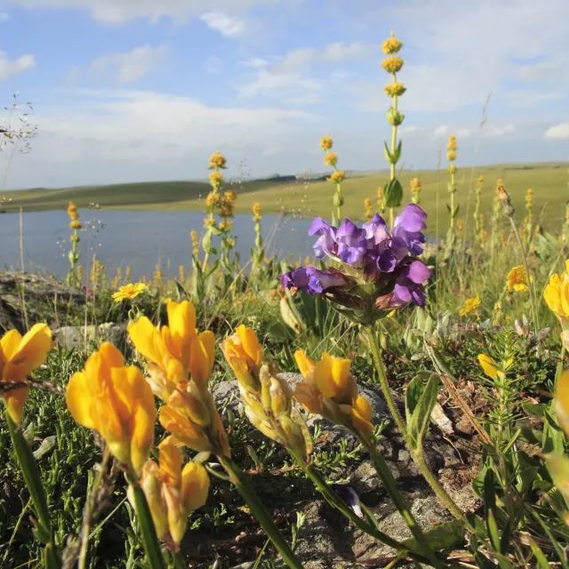 Floraison lac de St And-ol