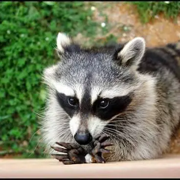 Zooparc, le Jardin des Bêtes