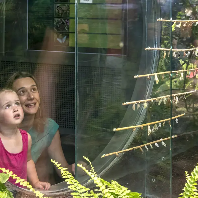 Phototheque-Micropolis-serre-aux-papillons