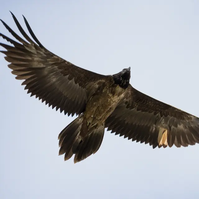 Philippe Robert-7241