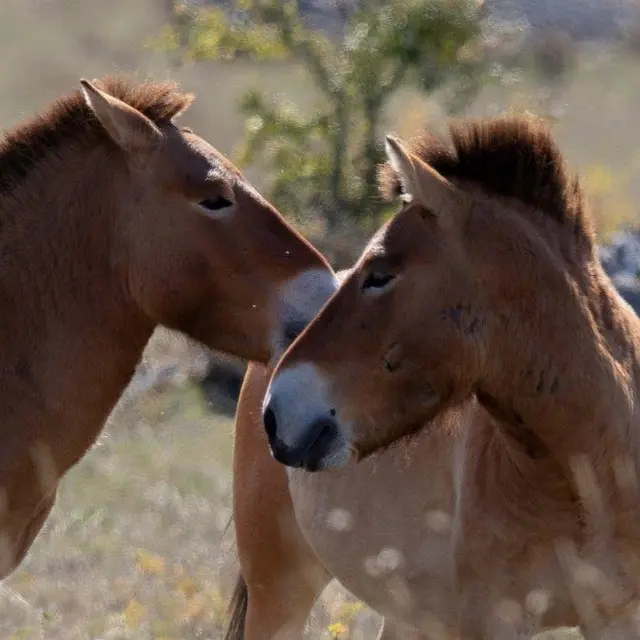 Les chevaux de Przewalski