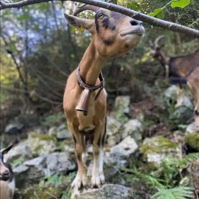 Chèvres de la Ferme du Beeez, Saint-Laurent d'Olt