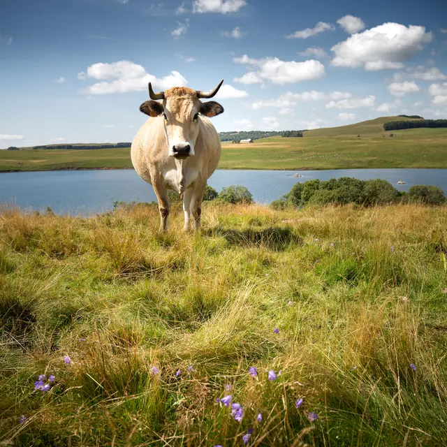 Vaches Aubrac au Lac des Moines