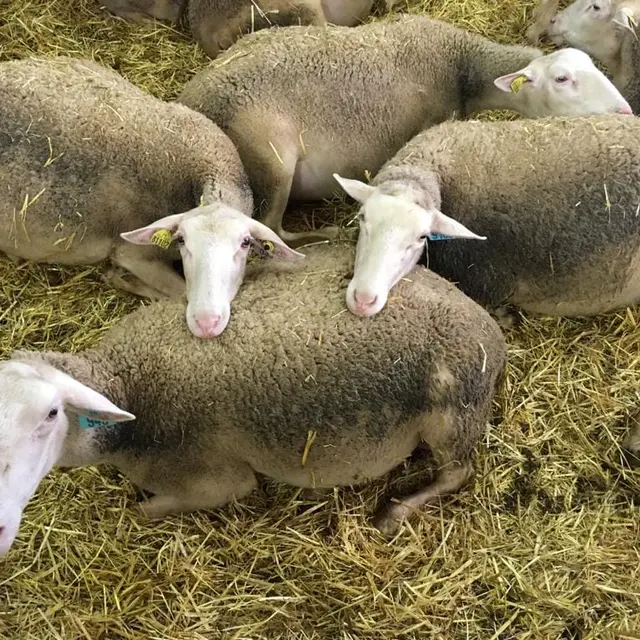 Visite de ferme Hyelzas