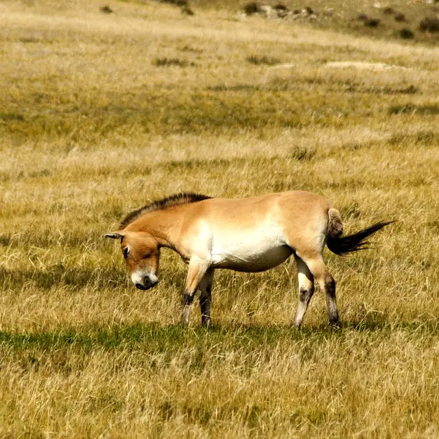 Cheval de Przewalski
