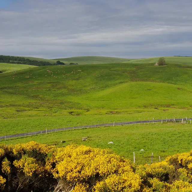 Les estives du plateau peuplée d'aubracs_1