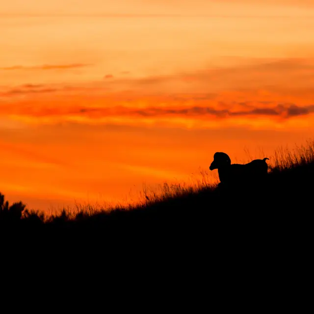 Mouflon sur le causse_1