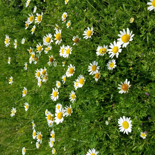 sortie nature