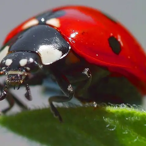 Coccinelle_(1)