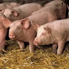 DEG49-ferme-vigneau