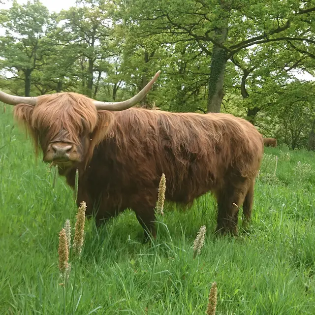 highland cattle