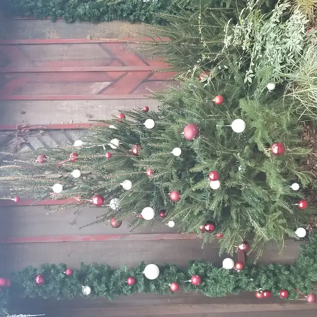 Noël, photo Onja