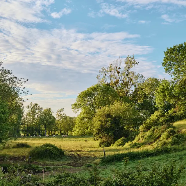 Paysage de Bocage