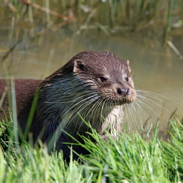 P29-PIXABAY-Loutre