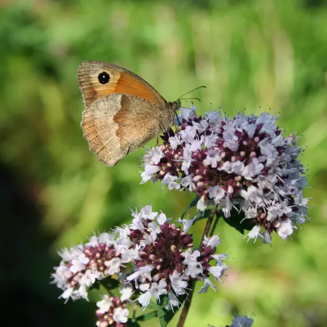 P44-Dominique.Vernier-papillon