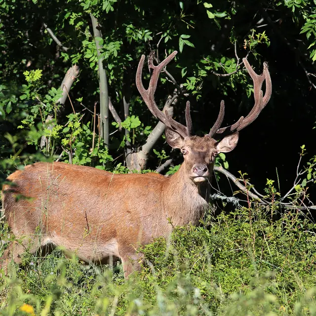 Cerf élaphe
