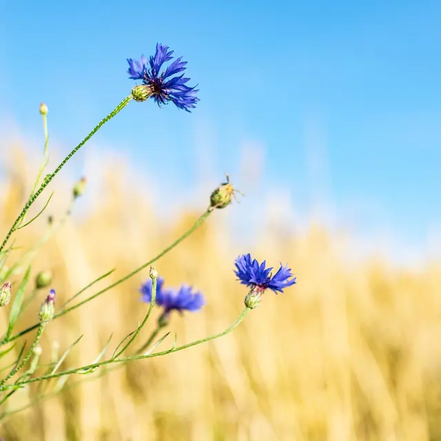 Sortie nature sur les plantes