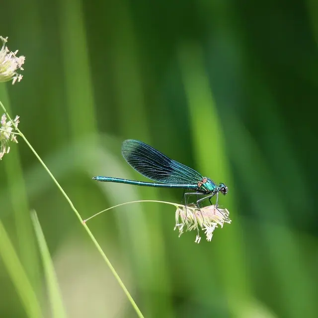 Animations Petites Bêtes, Amies du jardinier Les Jardins des Renaudies 1