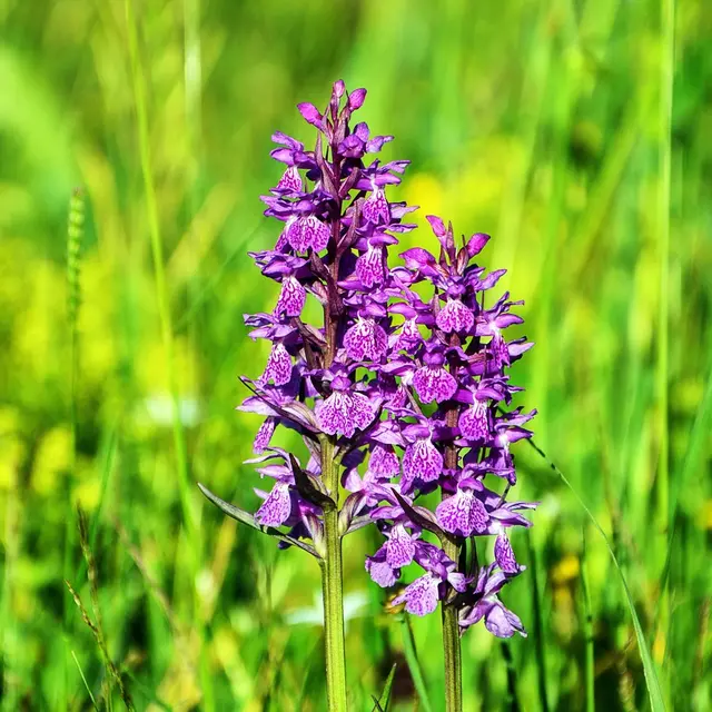 flower-3421864_1280