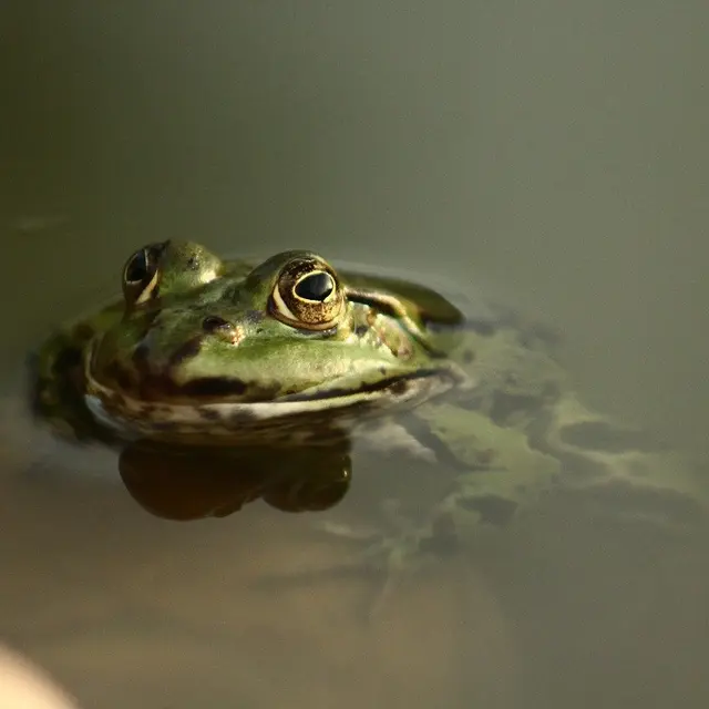 frog-8198313_1280