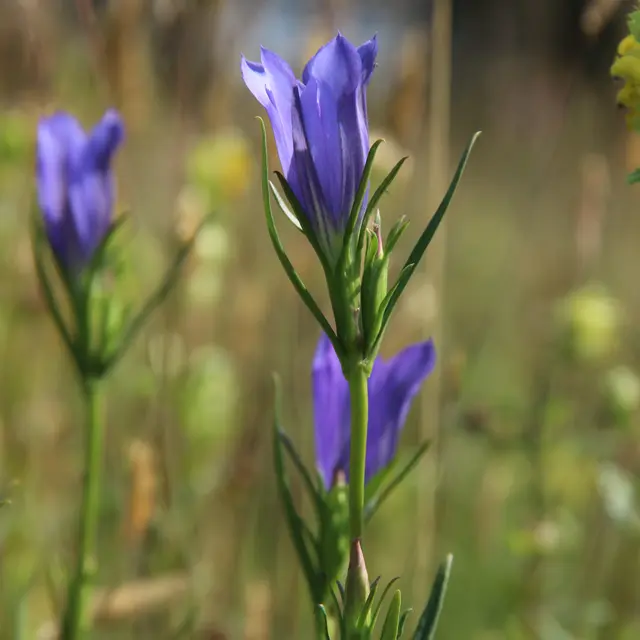 PNAPDL072V502OYT - gentiane pneumonanthe