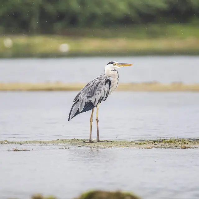 grey-heron