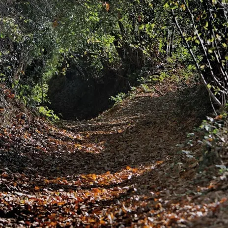 Pierres, feuilles, pinceaux
