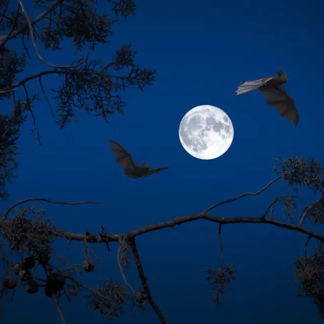 Nuit de la chauve-souris