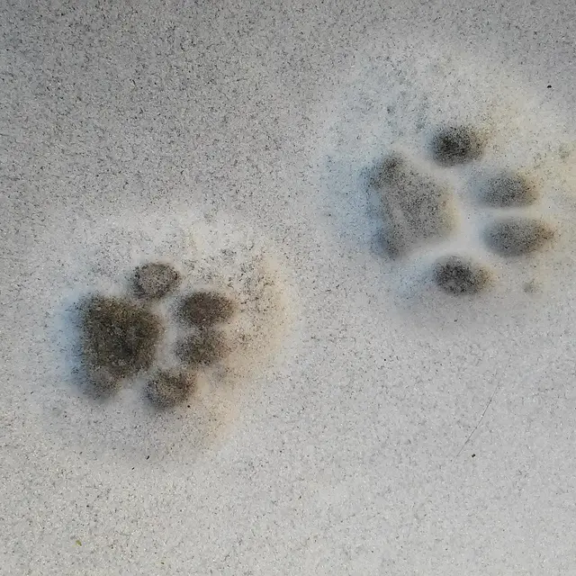 paw-prints-583794_1280