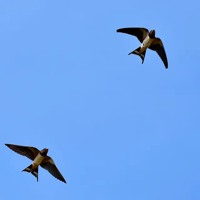 Formation oiseaux du bâti