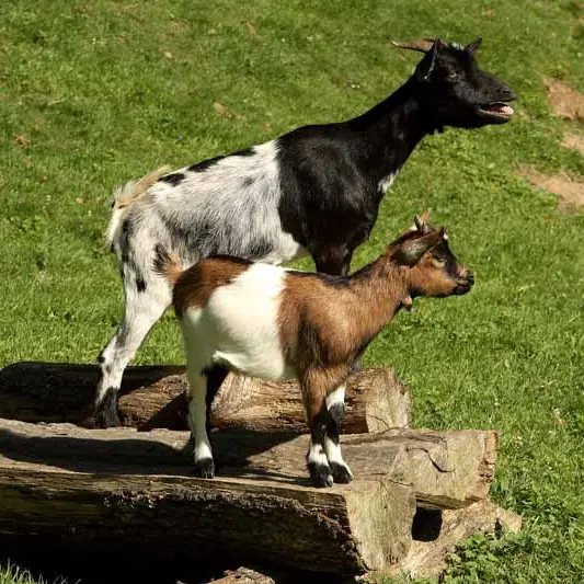 2013_Bellefontaine_village_enchante_ferme_des_animaux