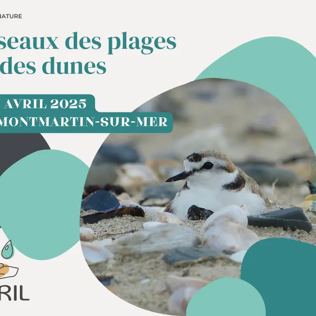 Avril_20250427_oiseaux des plages et des dunes montmartin-sur-me