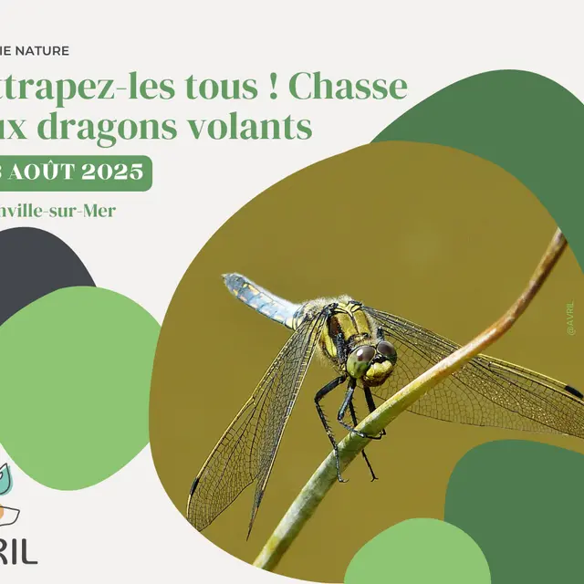 AVRIL_20250828-Chasse aux dragons volants_blainville-sur-mer