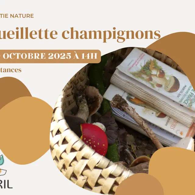 20251019_cueillette champignons_coutances