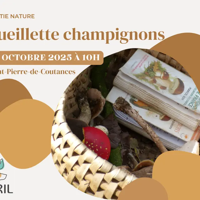 20251026_cueillette champignons_coutances