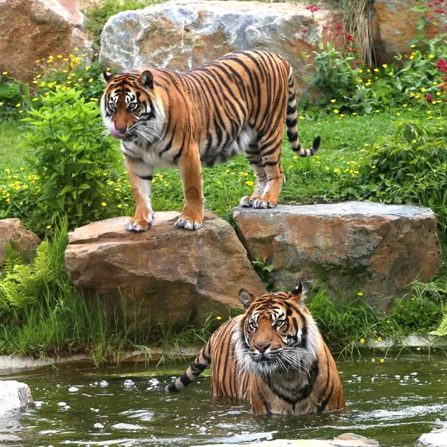 zoo-de-champrepus-tigre-dans-eau