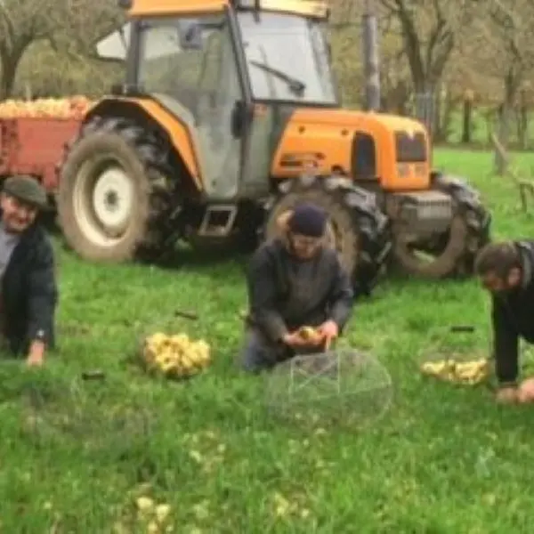 Amassage pommes Cidre Ferme du Manoir d'Anctoville sur bosq 2025