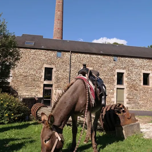 Ane devant Moulin - OT du Mortainais