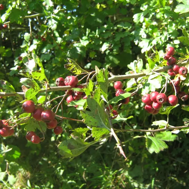 Aubépine (Medium)