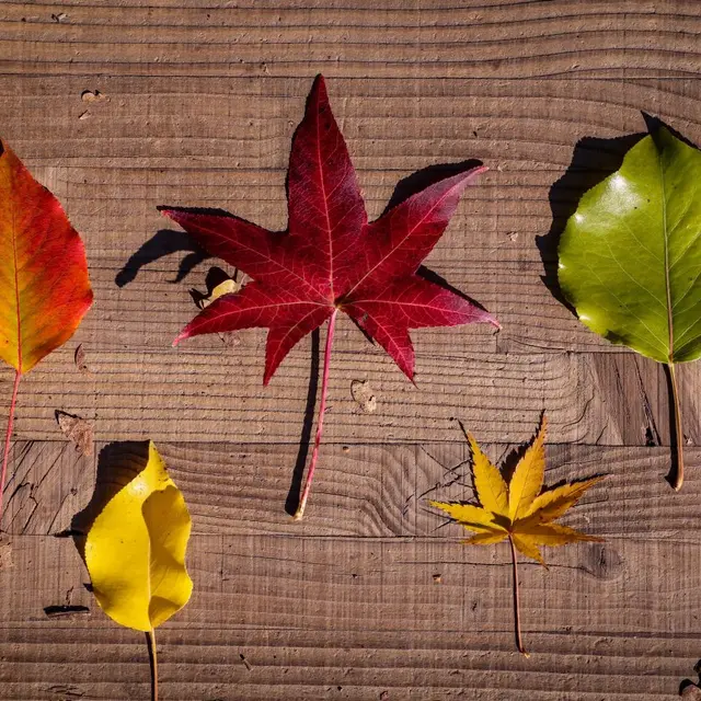 Automne2