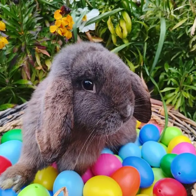 2026-Chasse aux Oeufs